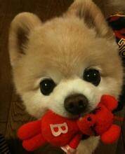 海口宠物犬交流会所