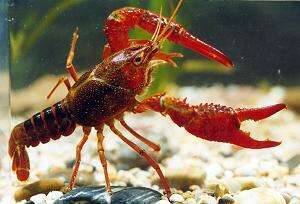 小龙虾虾苗交易中心