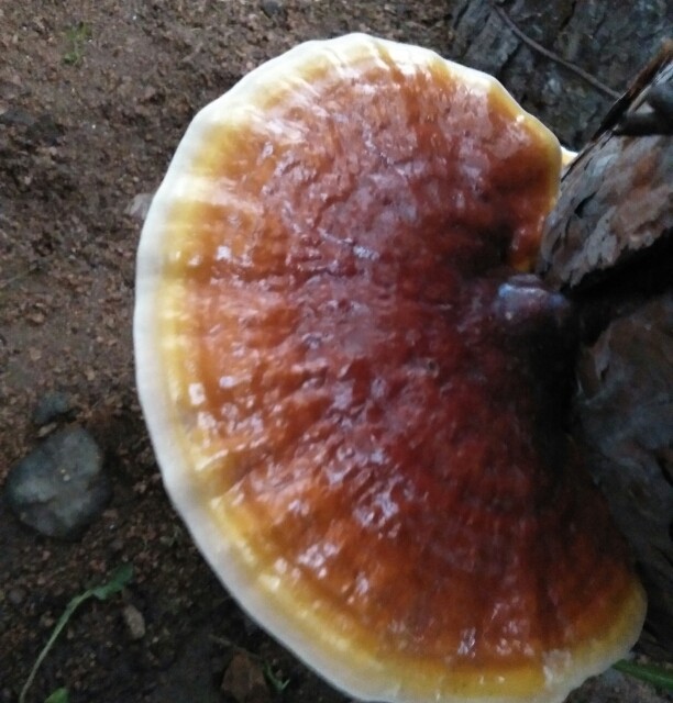 木耳天麻种植交流群